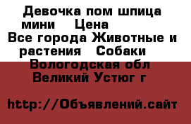 Девочка пом шпица мини  › Цена ­ 30 000 - Все города Животные и растения » Собаки   . Вологодская обл.,Великий Устюг г.